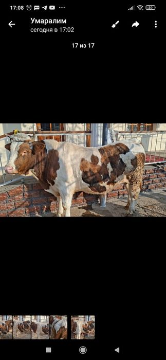 Уйда бокилган бука сотилади