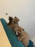 puiuti scottish fold/straight si british