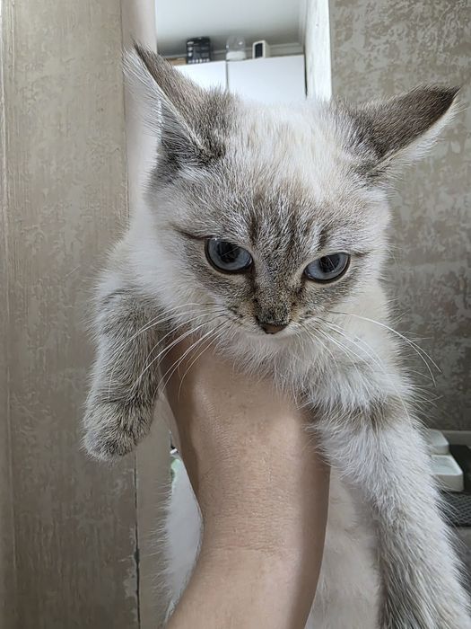 Тайская блю пойнт продистая кошка