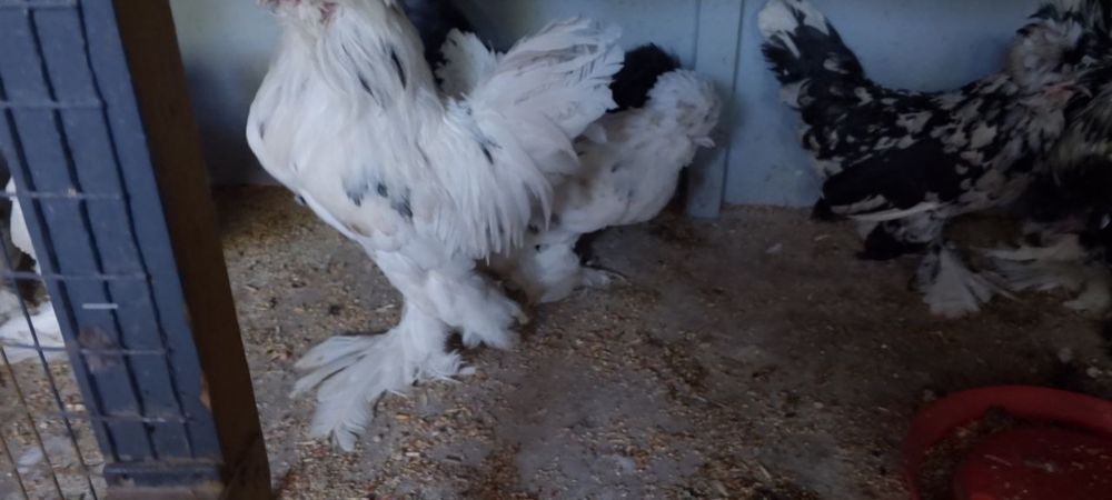 Yaponcha tovuq xorozlar sotiladi