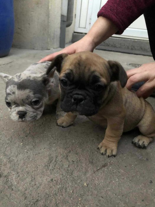 Френски булдози  - малки, женски