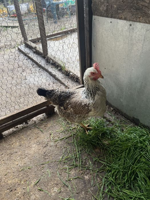 Găini de țară din 2024