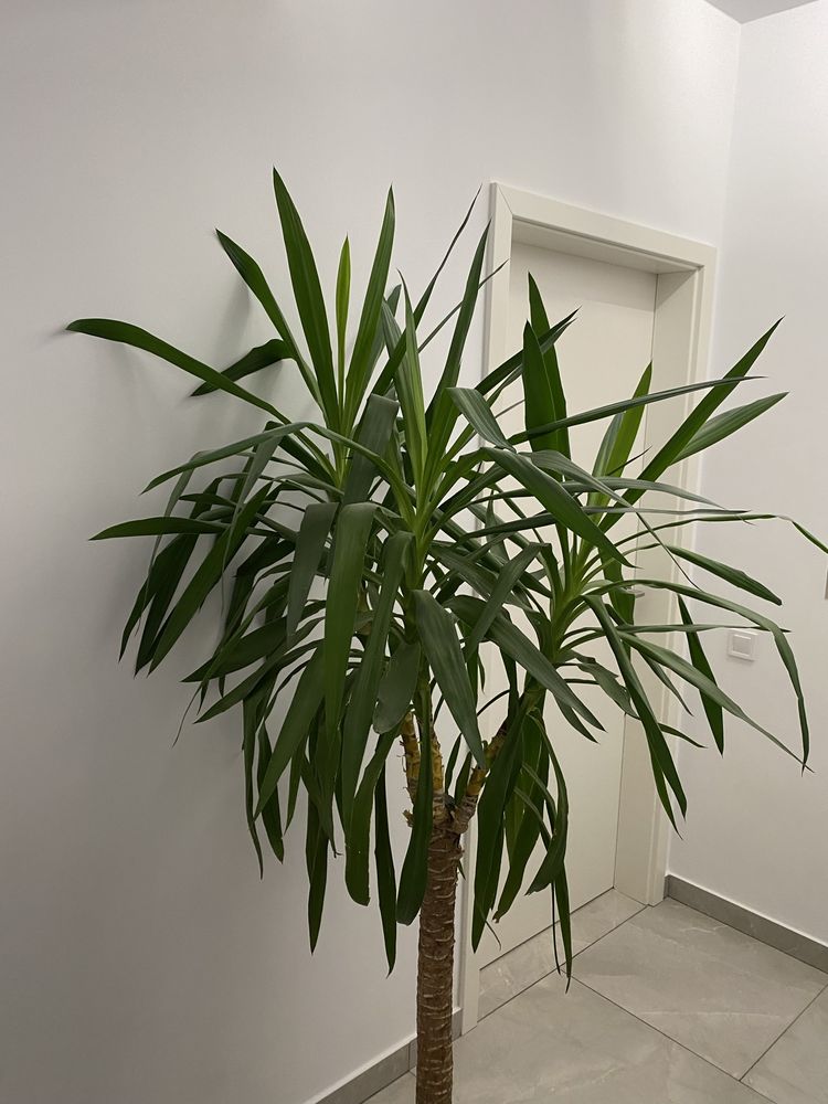 Planta interior mare si rezistenta Yucca (palmier), cu ghiveci