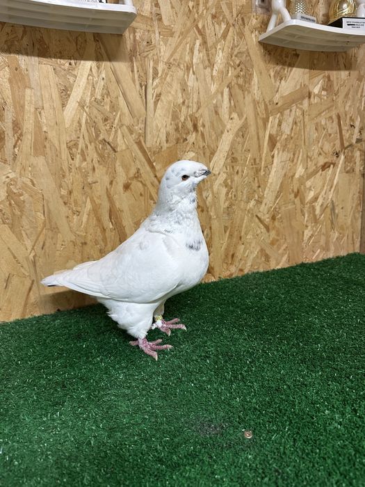 Porumbei Agh ( Americani )