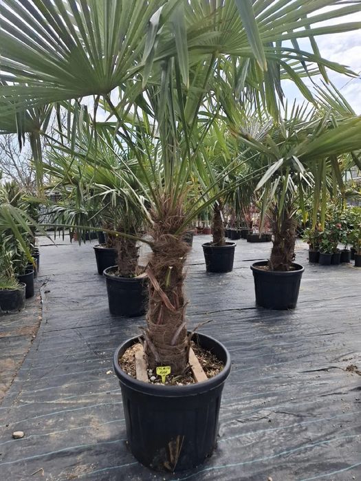 Vând plante ornamentale la preț redus