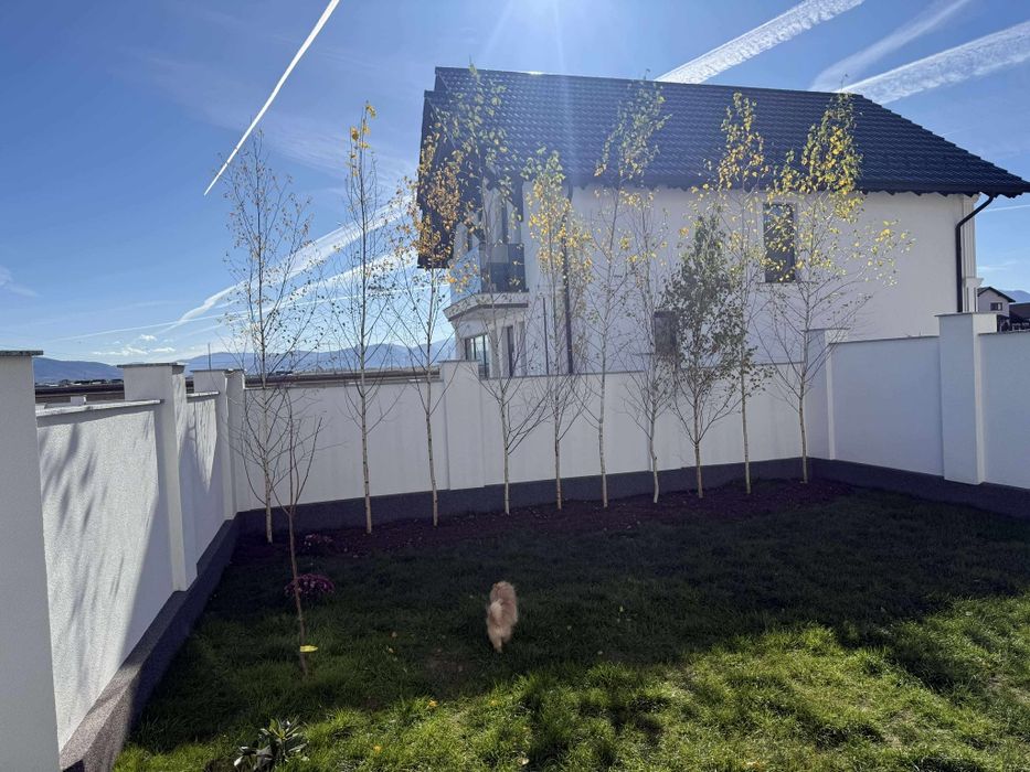 Brazi Argintii,  Brazii  Normandian Mesteacăn cu coaja albă