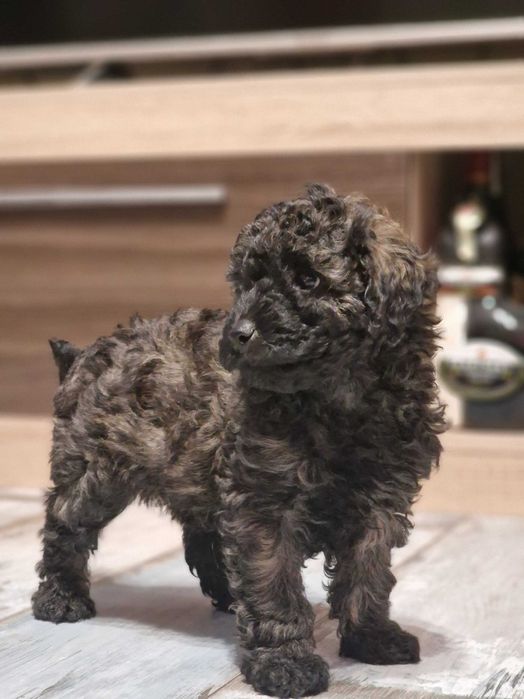 Пудел мини момче