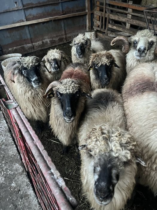 Vand 30 de oi turcane