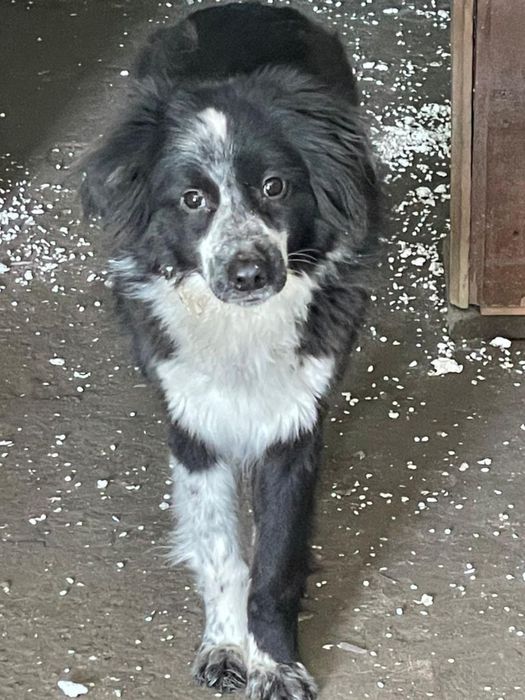 Отдадим собаку в добрые руки