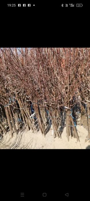 Pomi Fructiferi clasici și columnari