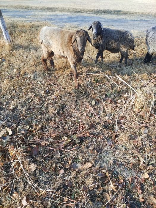 Тагал сотилади Когонда