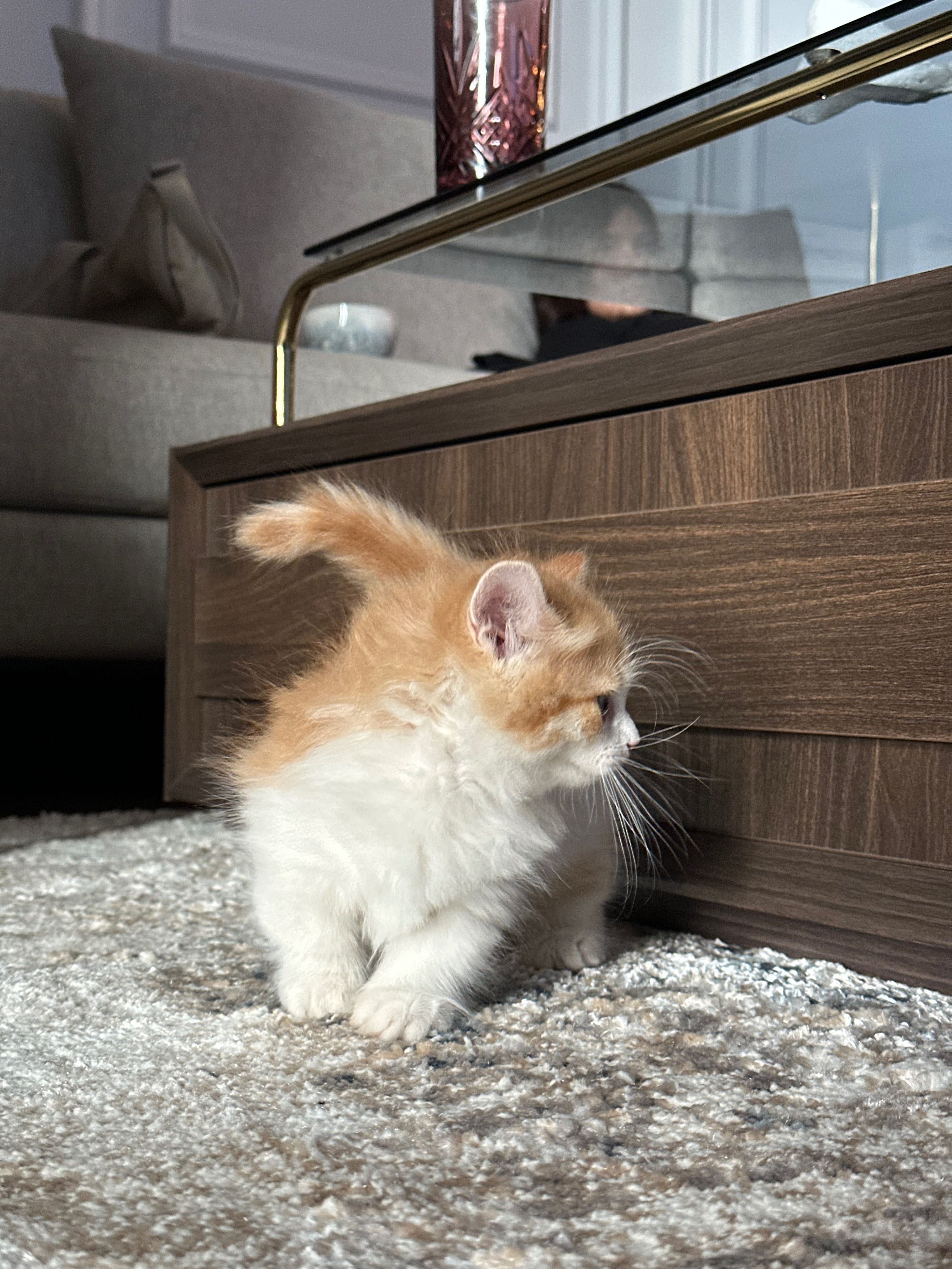 Манчкин (котенок породы манчкин)