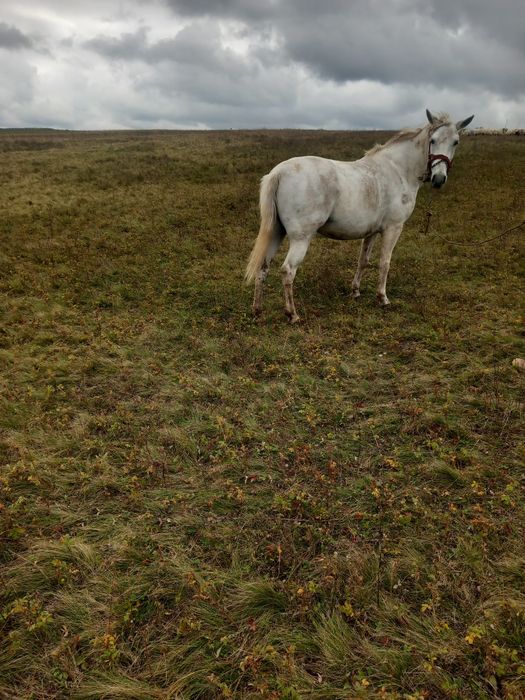 Vand Iapa de 12 ani cuminte trage bine cu acte în regula