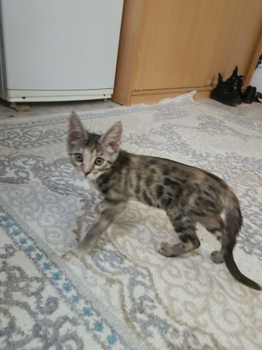 Бенгальская котёнок