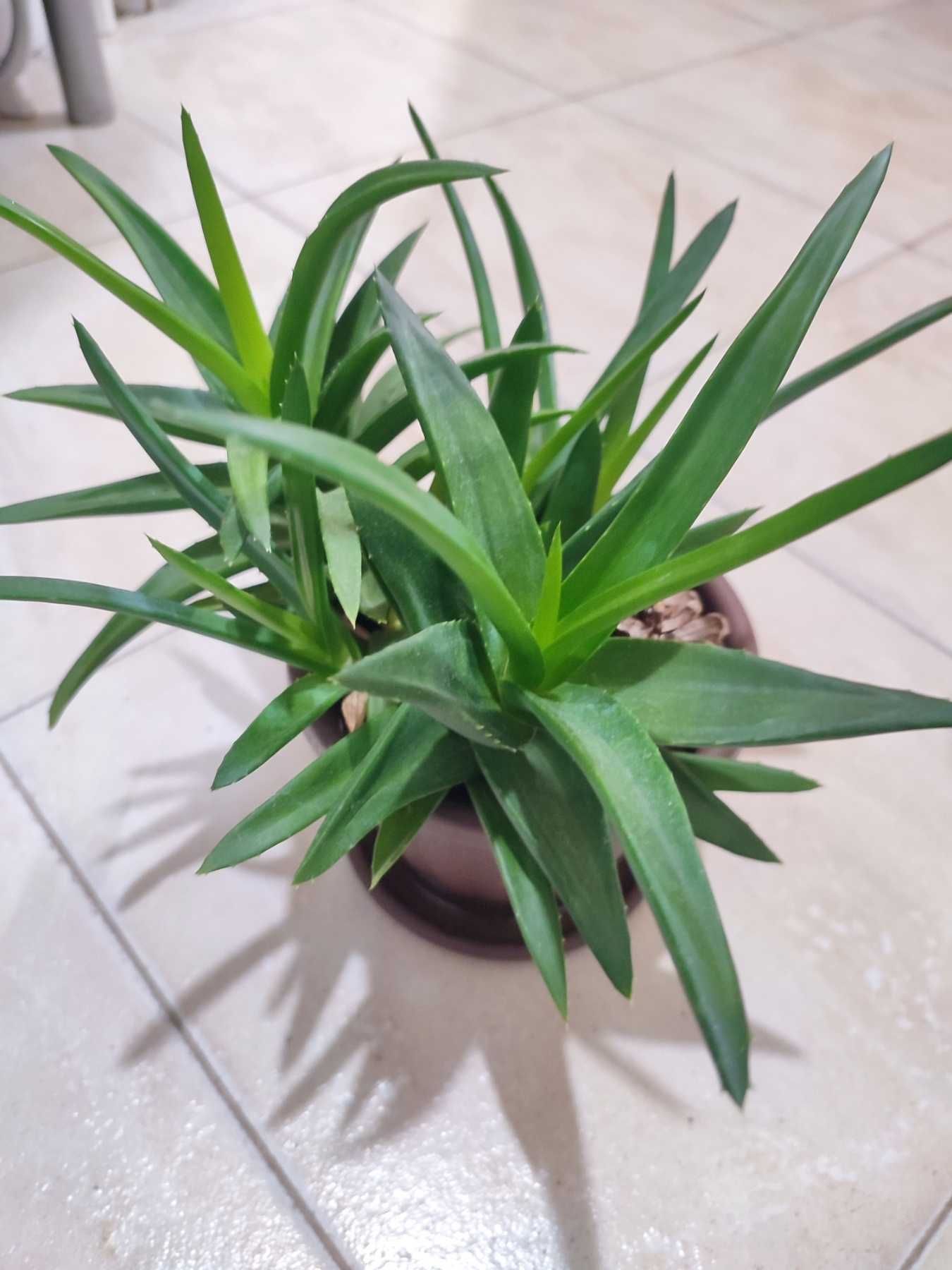 Алое/Aloe вера в саксия за декорация, декоративни растения