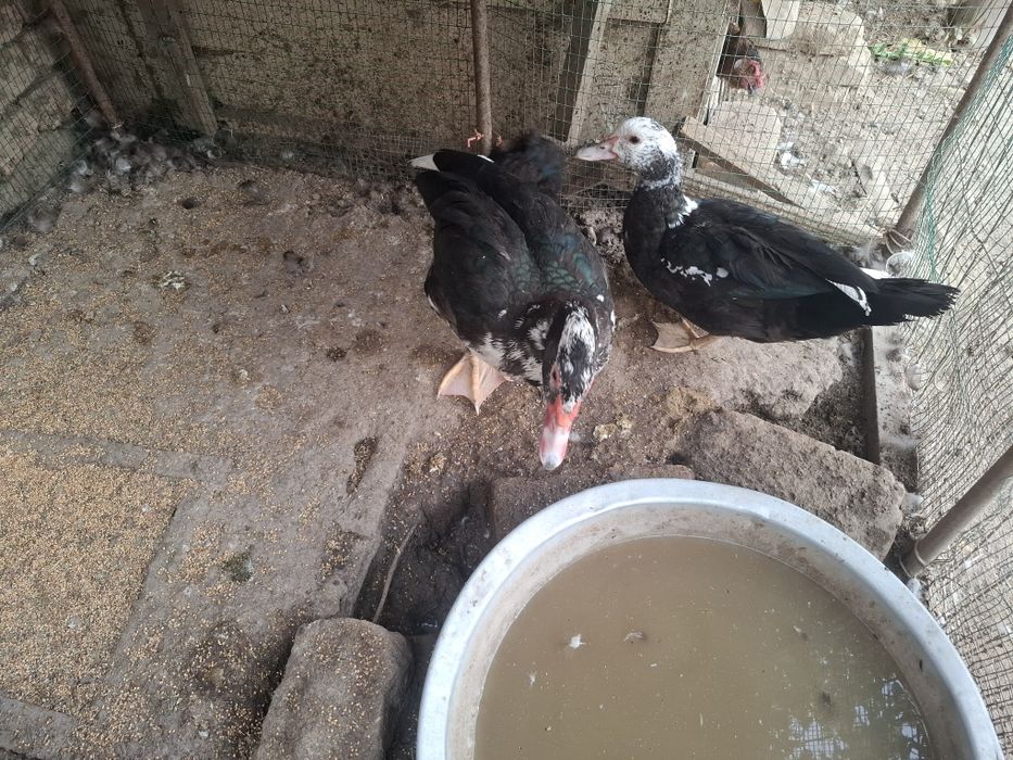 Урдаклар сотилади икови бир жоя