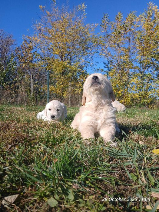 Catei de golden retrivier cu pedigree isi cauta stapan