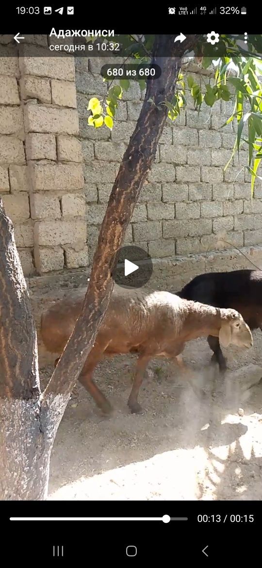 Куйлар сотилади зотдор