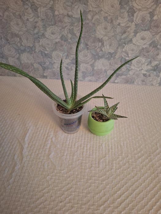 Продам алоэ вера и алоэ декоративную