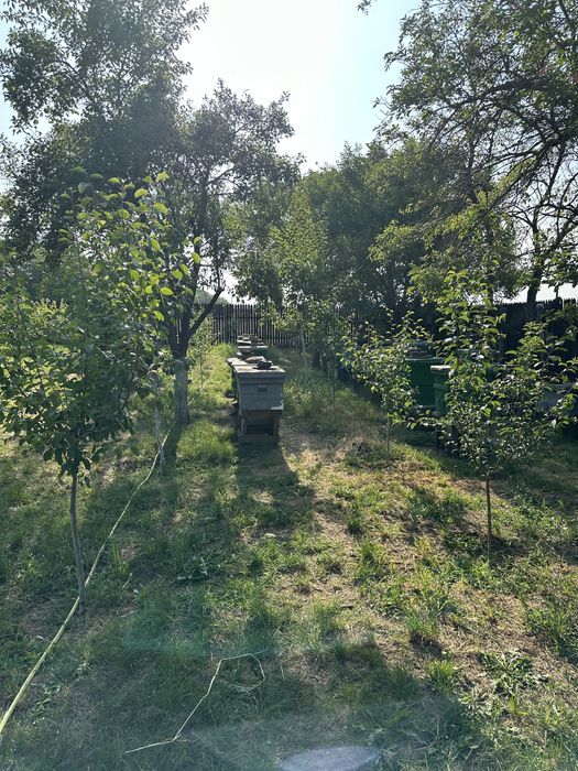 Miere rapiță/ albăstrele/ polifloră