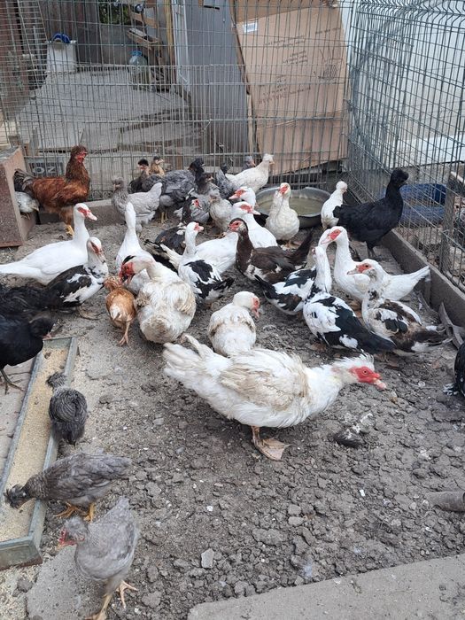 Vand rate mute si ratoi