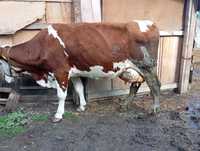 Vînd vacă bălțată românească