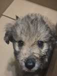 Ofer catel pentru adoptie