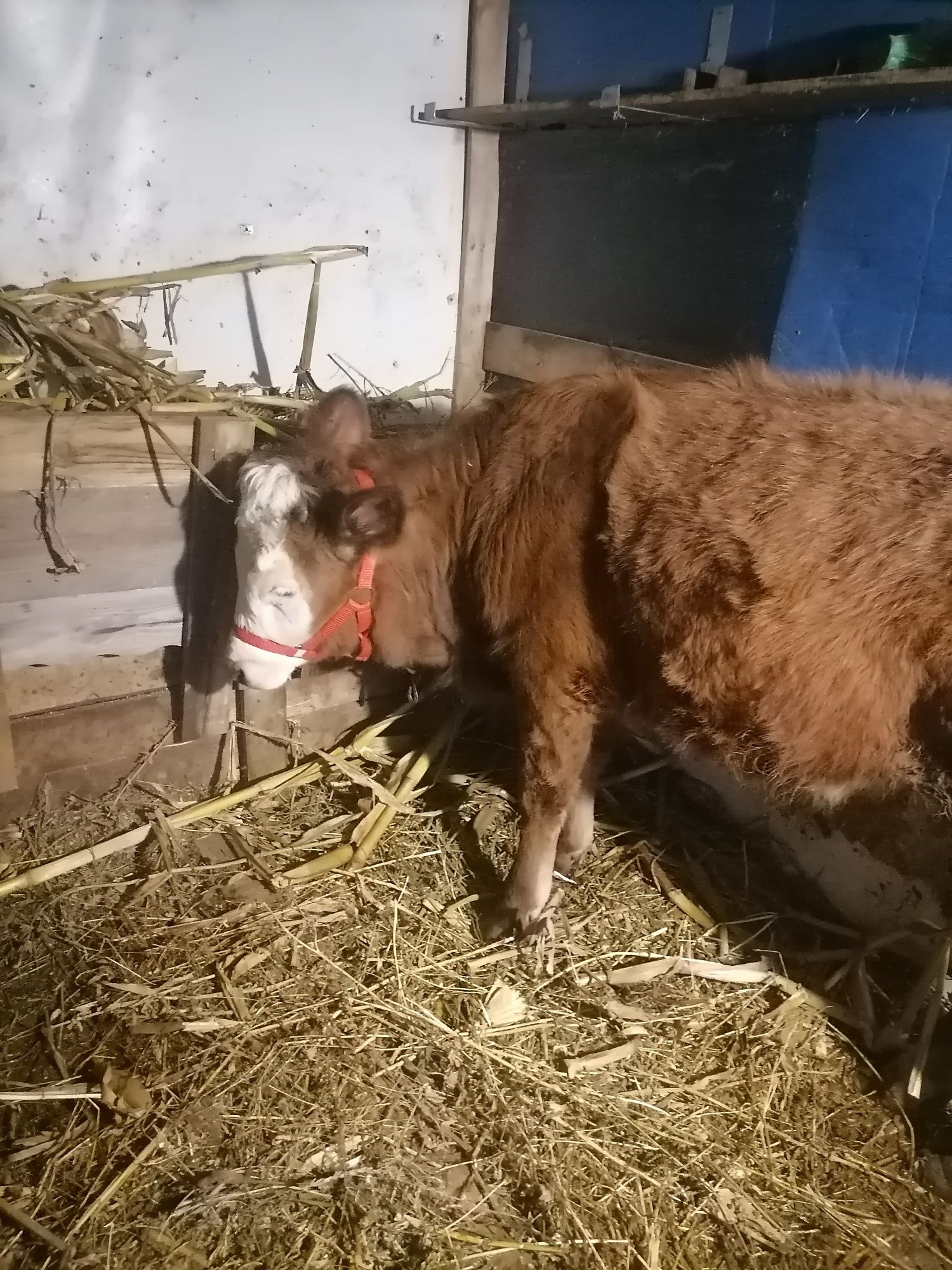 Vaca baltata românească de vânzare