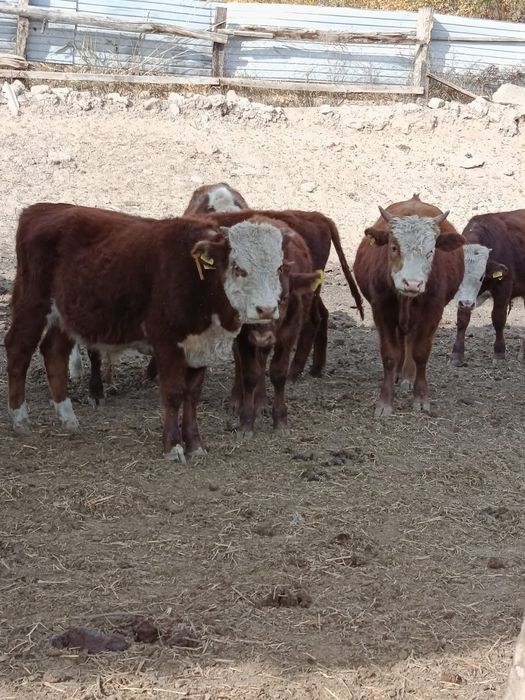Продаются бычки 22головы