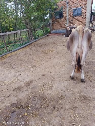 Продавам Крава джарсей