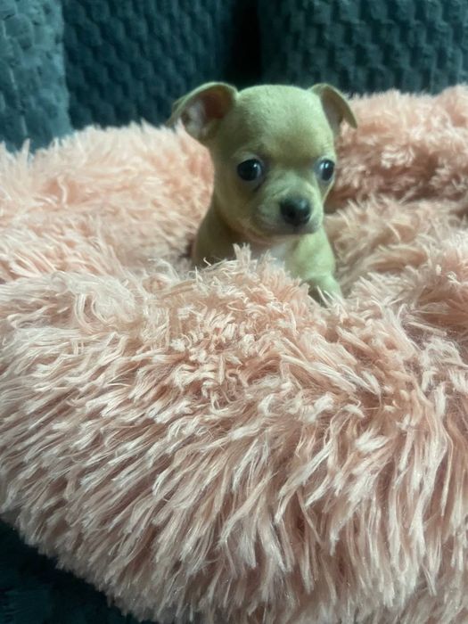 Продаются щенки породы Чихуахуа