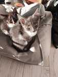 Отдам котят в добрые руки