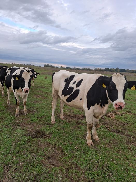 Vând Junici Holstein cu certificat de origine