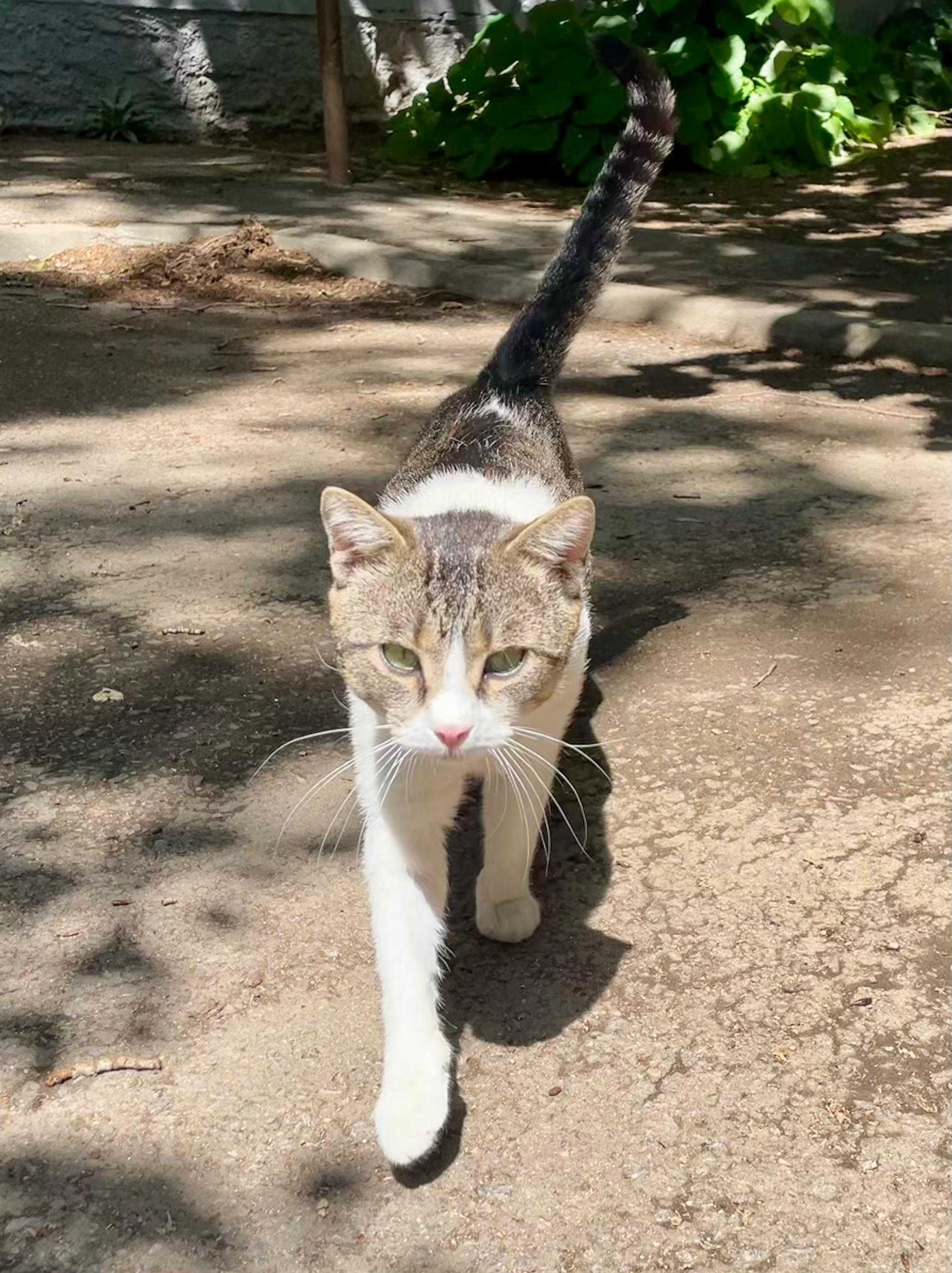 Spike, motanel castrat pentru adoptie