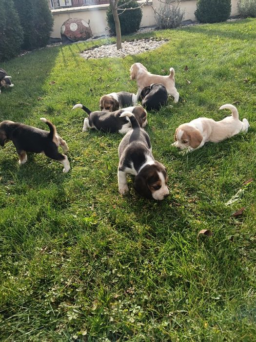 De vânzare miei de rasa