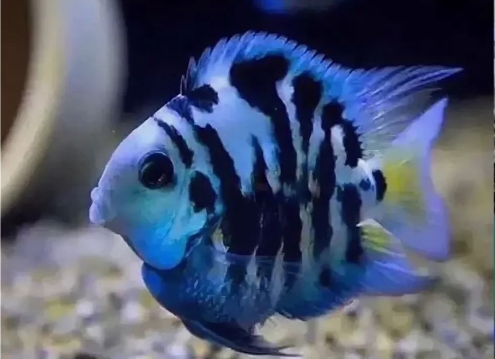 Отдам срочно: сапфировый попугай