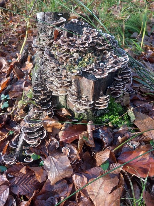 Ciuperci medicinale coada curcanului