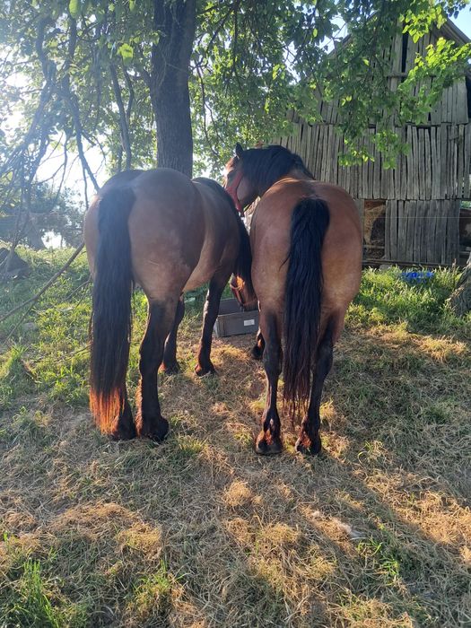 Vand iapa si manza  , nu fac cadou