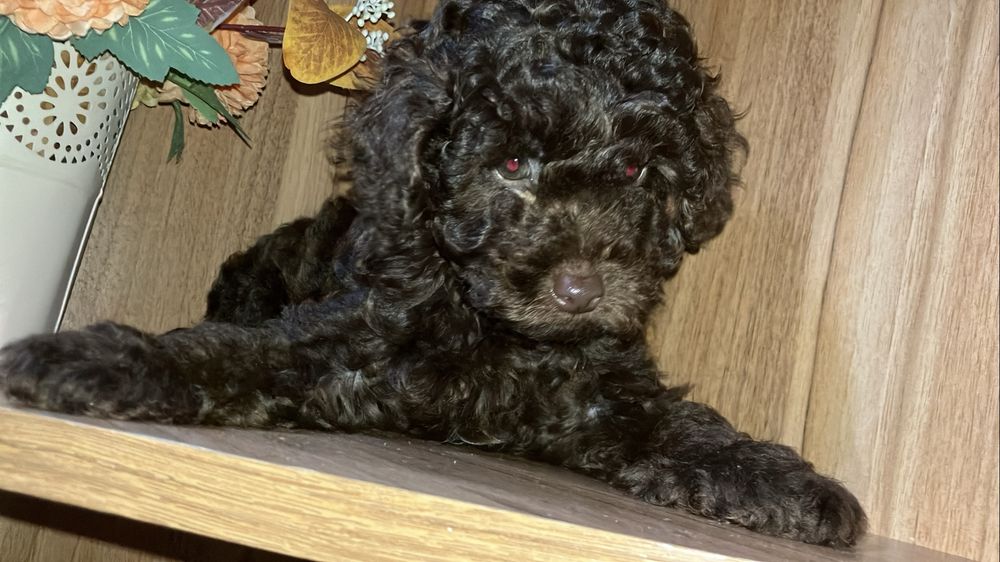 Кученце пудел шоколад малко