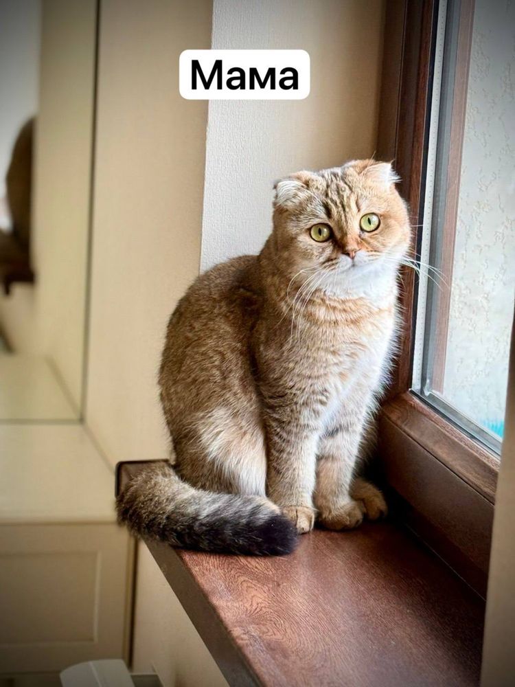 Котенок Серебристая шиншила мальчик