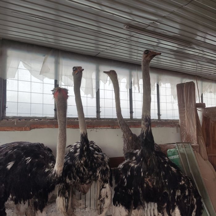 Чучело страуса продаю