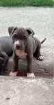 Amstaff blue pui