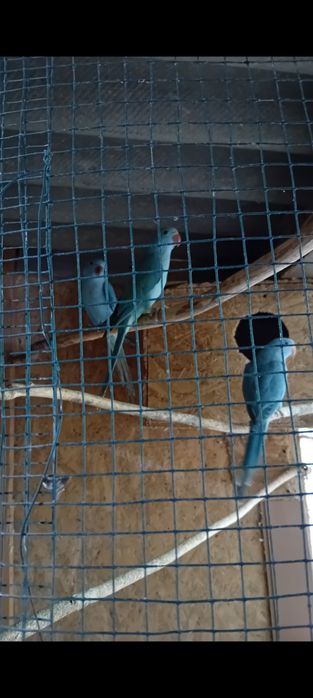 Micul Alexandru  oferta de  sărbători