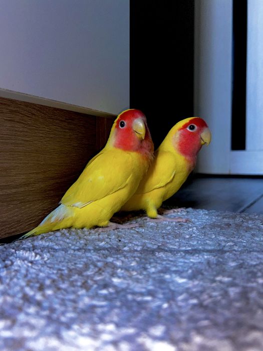 Неразлучники попугаи