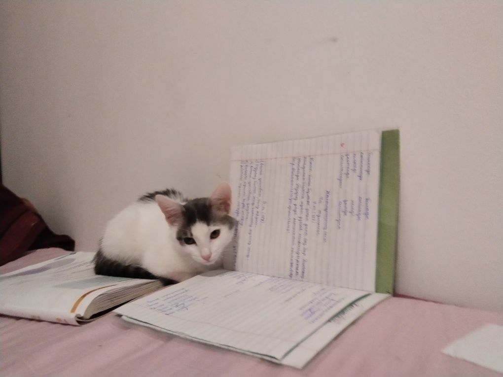 Отдам котёнка в очень добрые руки