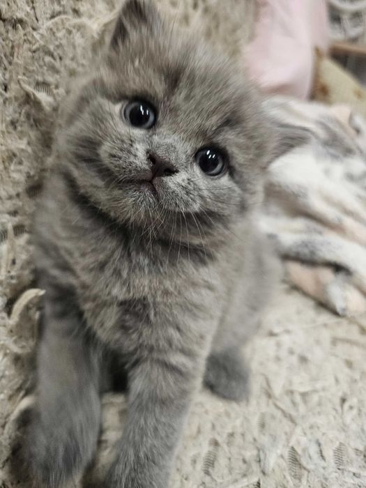 Чистокровные британцы