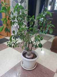 Bonsai Ficus Ginseng 25 de Ani, 70 cm