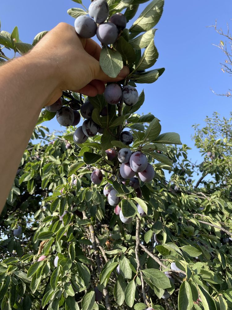 Vand prune rosii pentru tuică