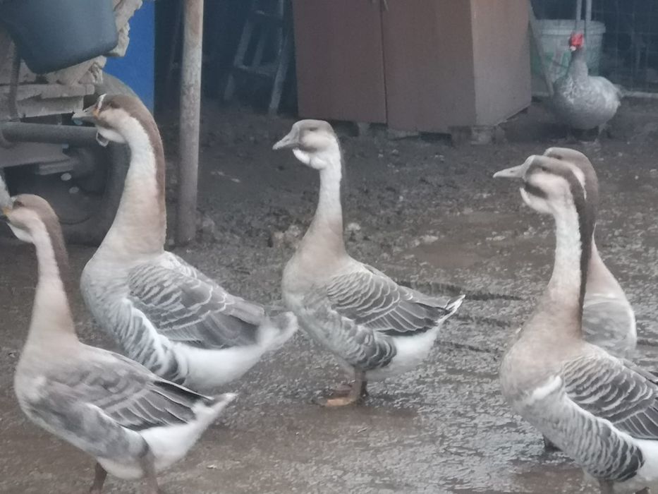 Palmipede de toate variantele