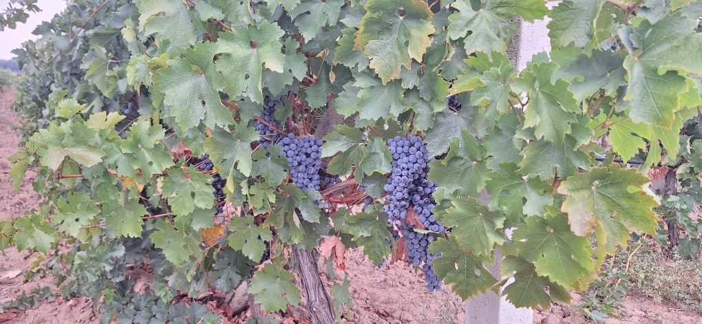 Продавам винено грозде сорт мерло